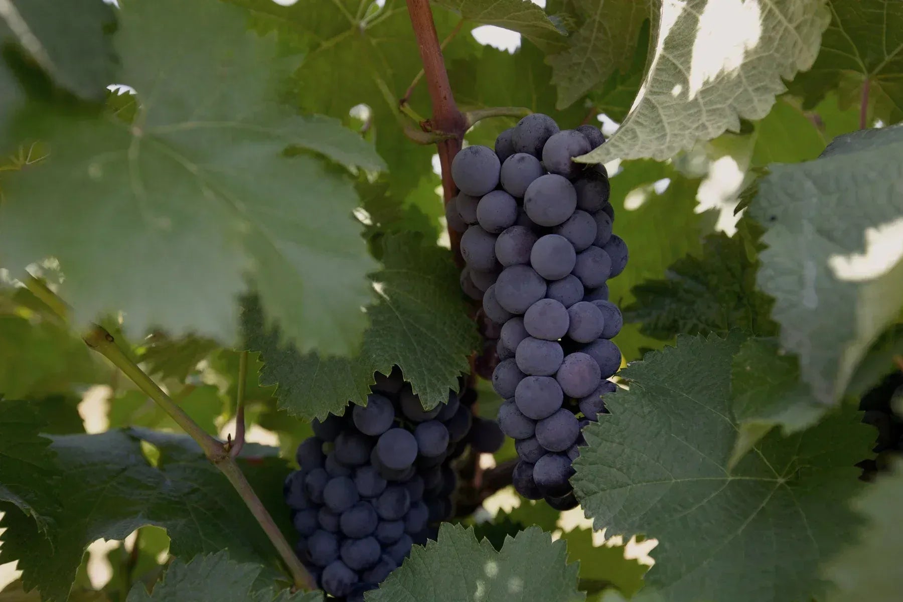 サペラヴィ クヴェヴリ 樽熟成 赤ワイン 2016 ジョージア ビネヒ