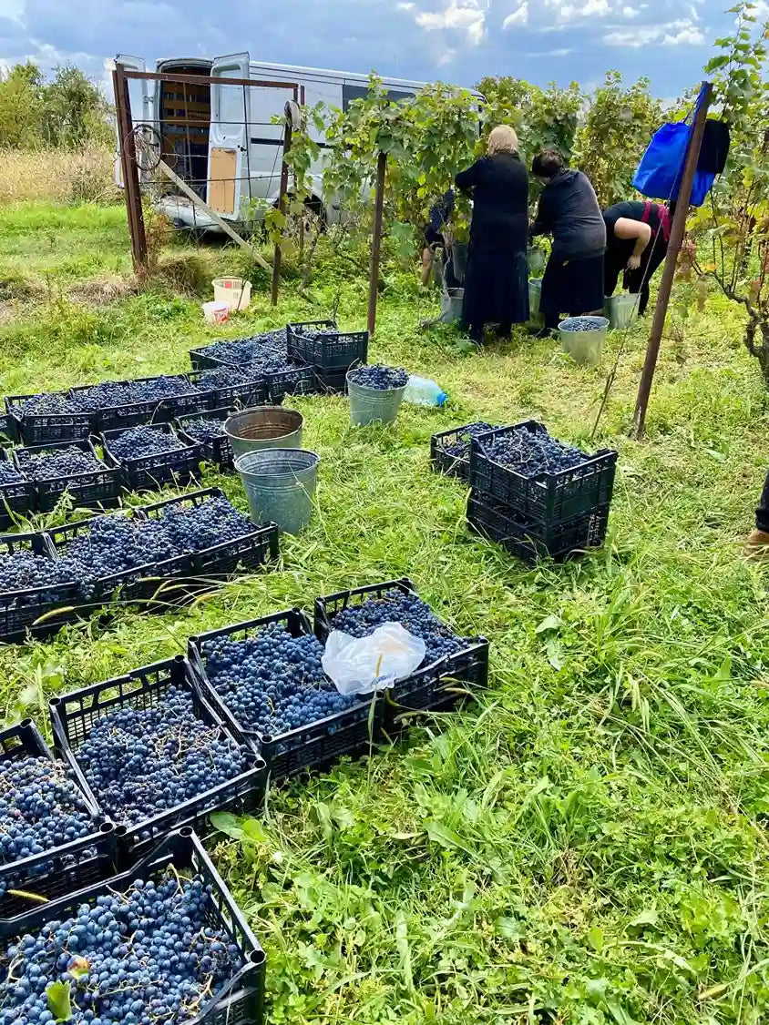 サペラヴィ 赤ワイン 2022 ジョージアワイン アーティザニ