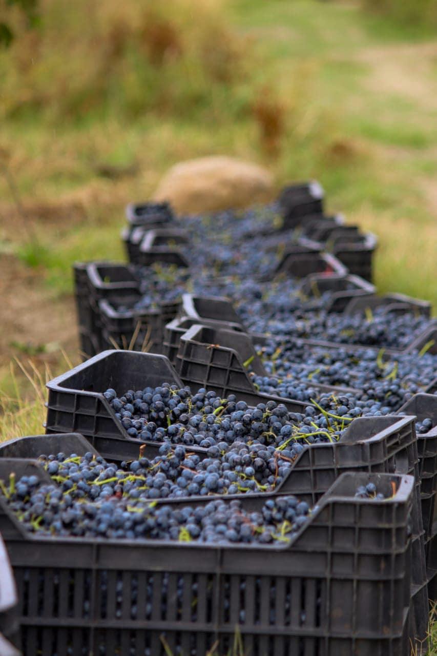 シモネティ サペラヴィ 2021 赤ワイン ジョージア カヘティ産