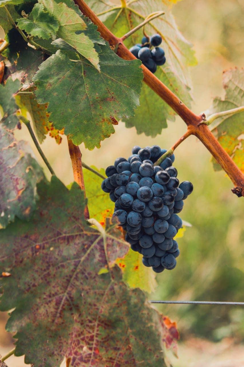 シモネティ オツハヌリ・サペレ 2021 樽熟赤ワイン カヘティ地方