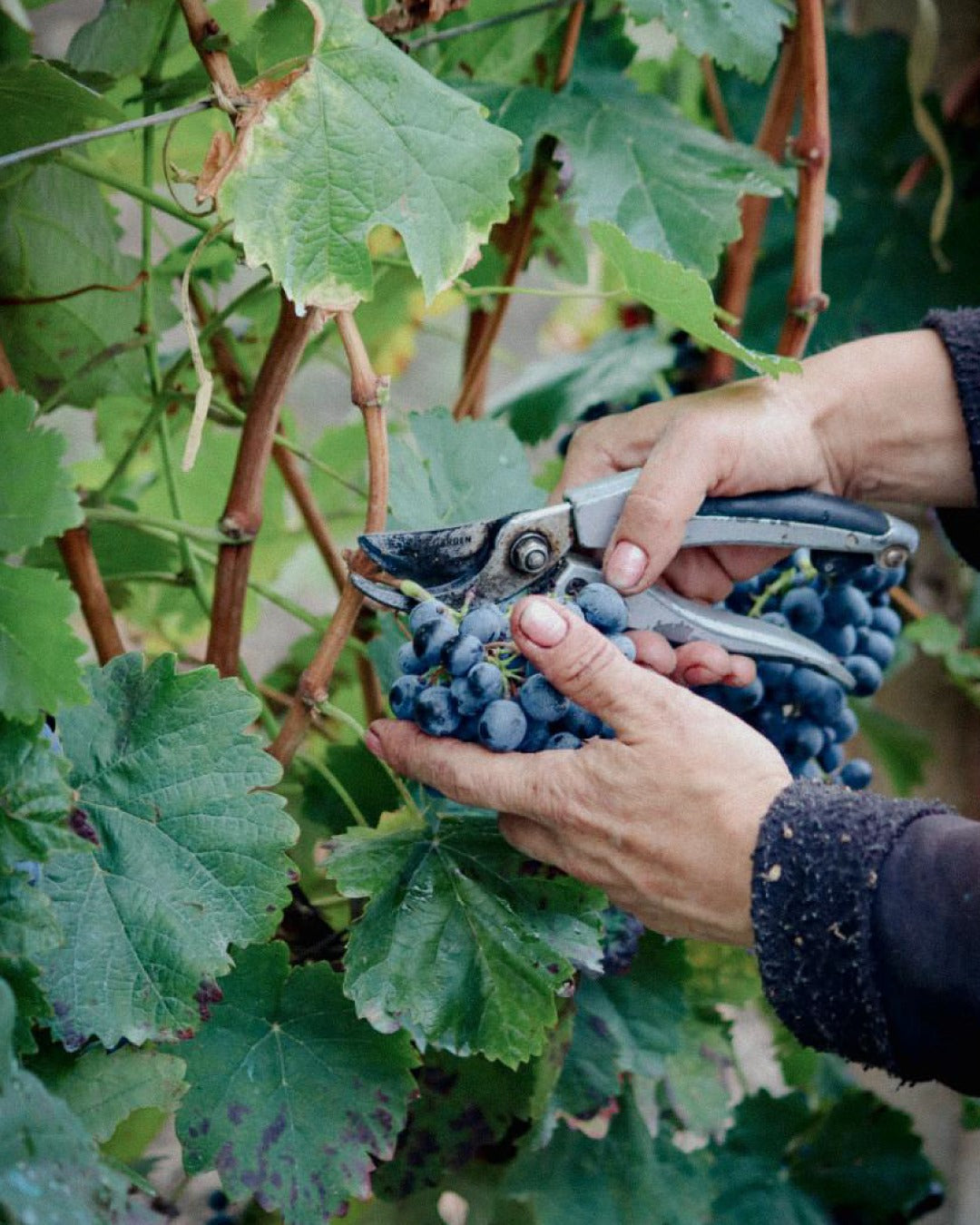 シモネティ サペラヴィ 2021 赤ワイン ジョージア カヘティ産