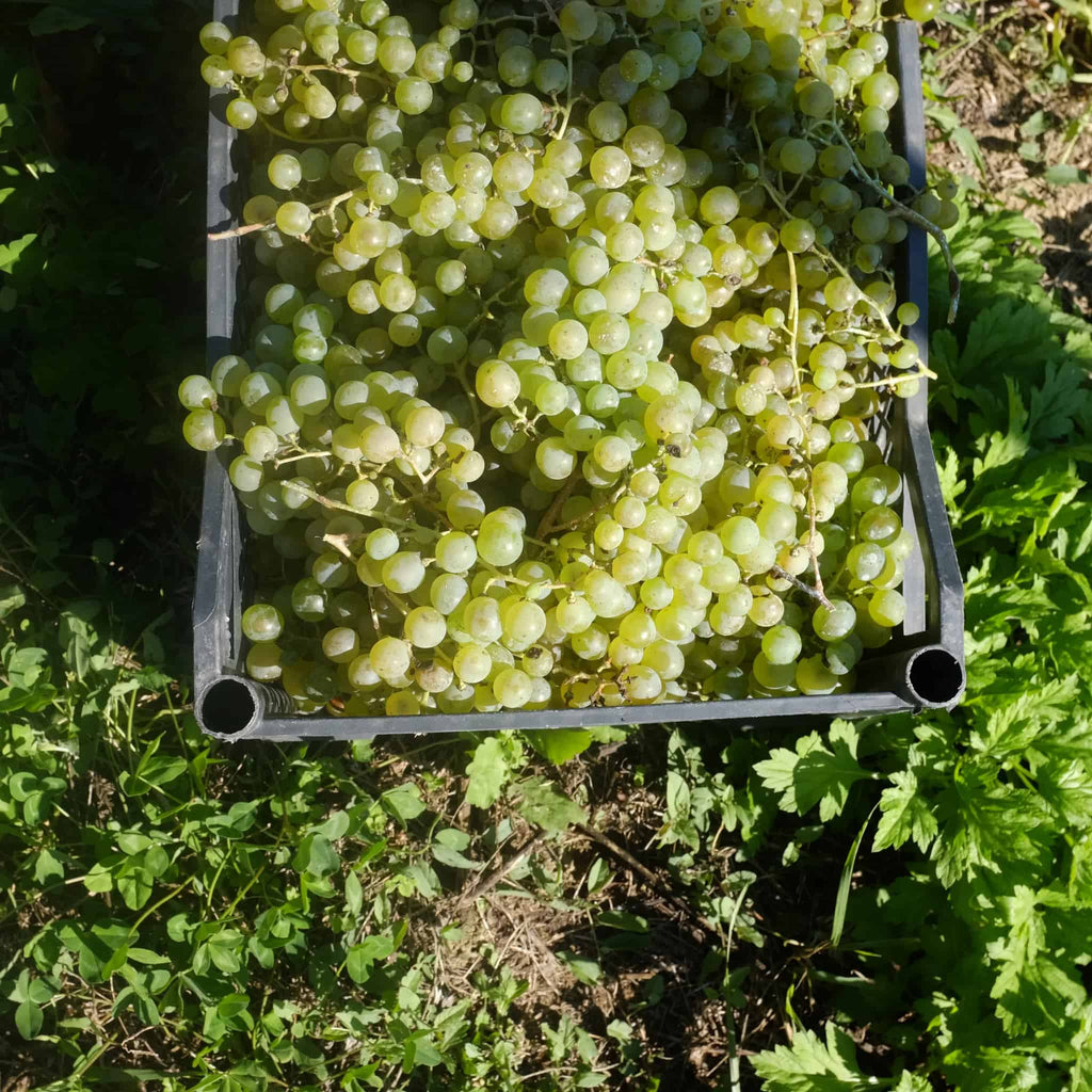 ルカツィテリ オレンジワイン 2022 カヘティ ジョージア アーティザニ