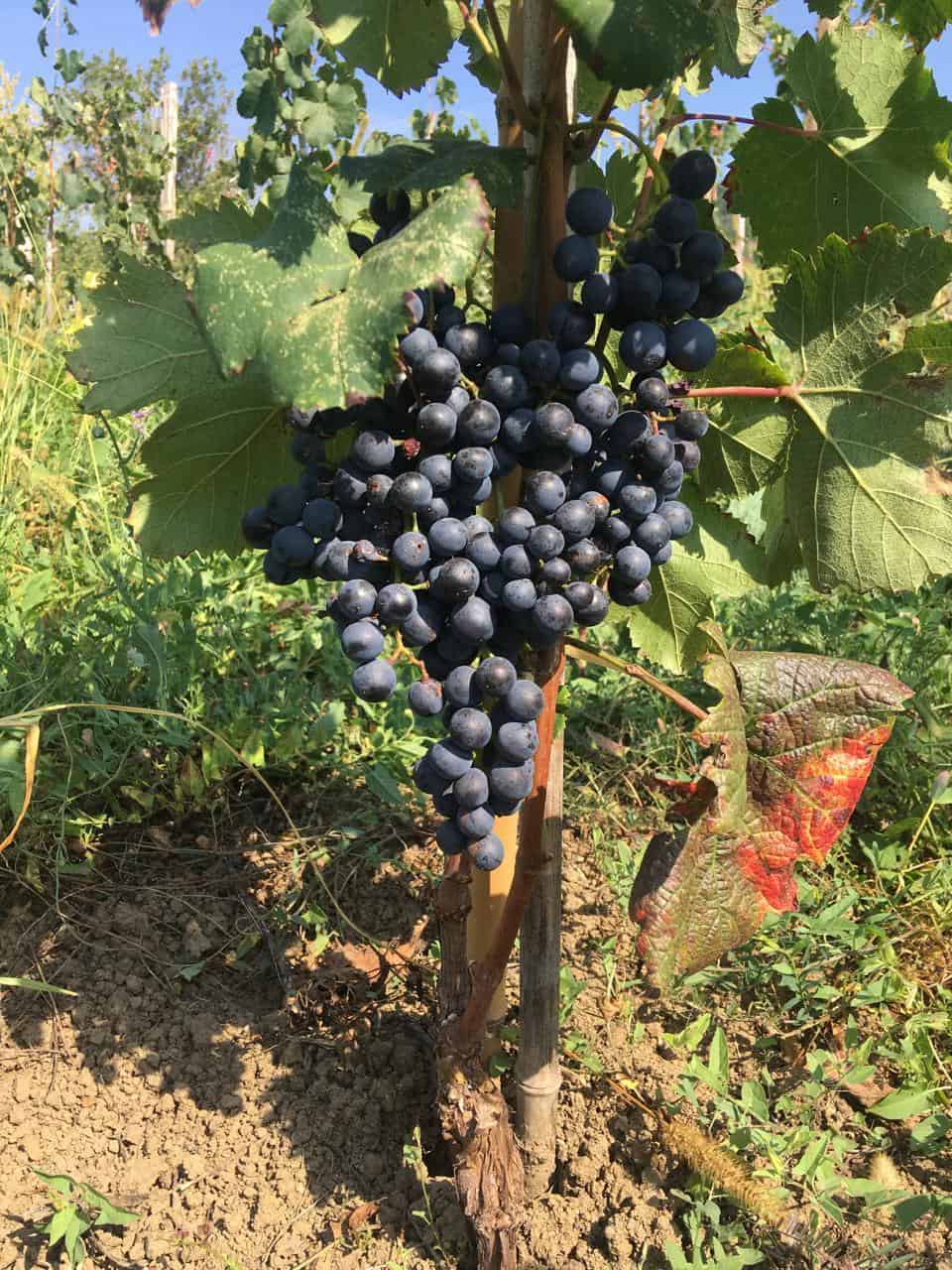 ジョージア 赤ワイン アレクサンドロウリ 2023 セミドライ メナバゼ