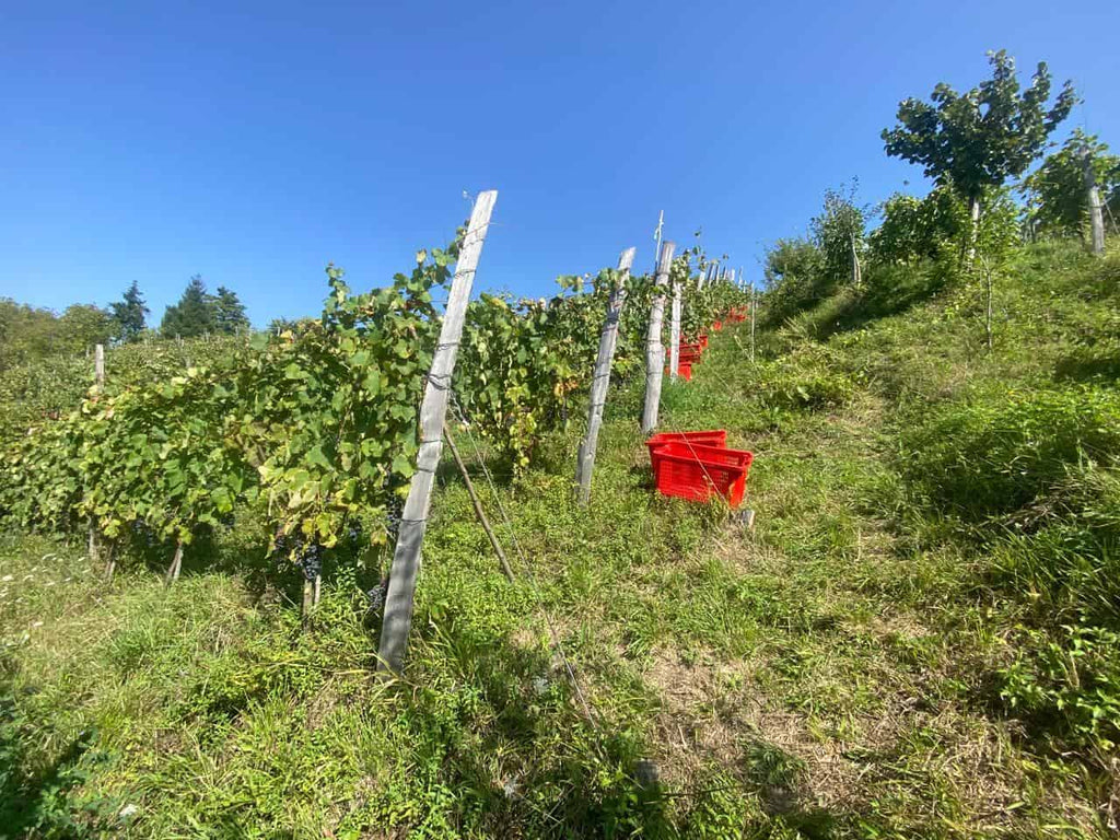 ジョージア 赤ワイン ラチャ シャヴィ・カビストニ 2023 メナバゼ