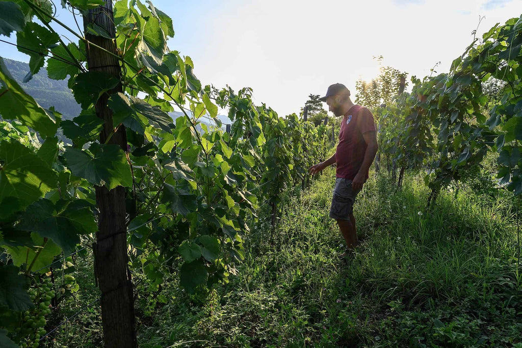 ジョージア ラチャ 赤ワイン アレクサンドロウリ ドライ 2023 メナバゼ