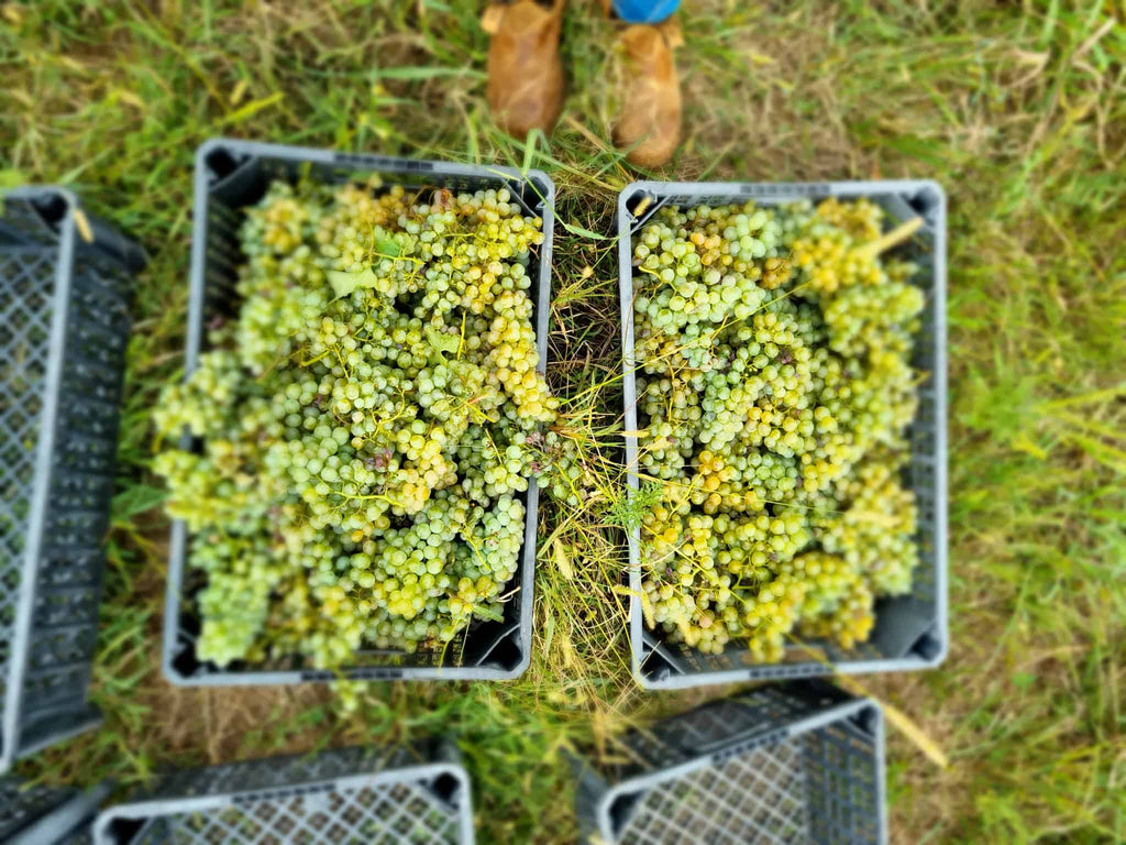 ルカツィテリ ジョージア 白ワイン 2023 カヘティ ティコエステイト