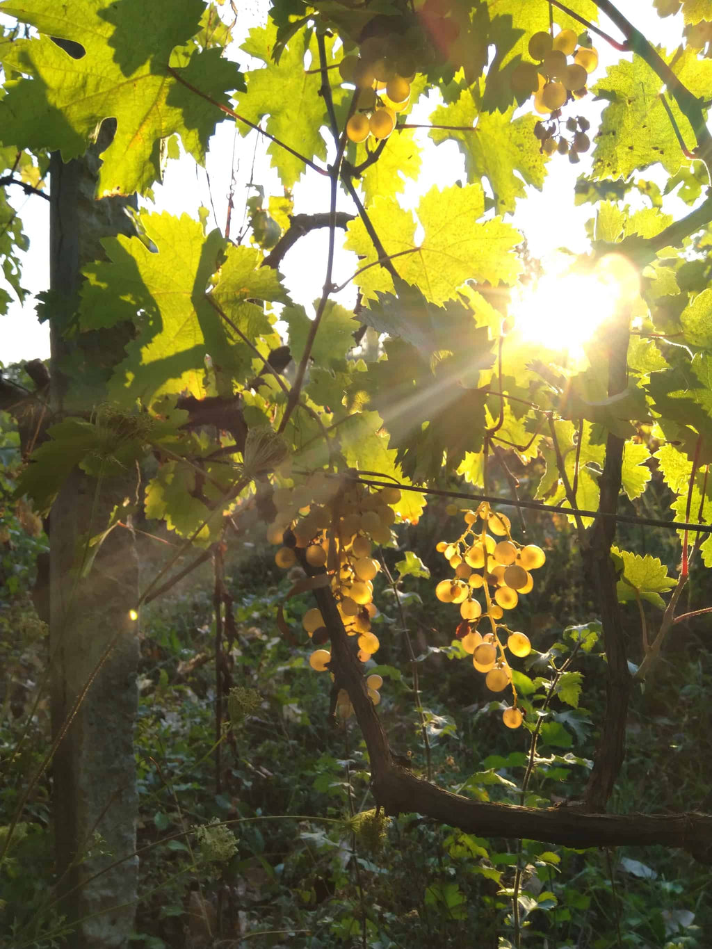 クヴェヴリ ワイン オレンジ キシ 2022 カヘティ ティコエステイト