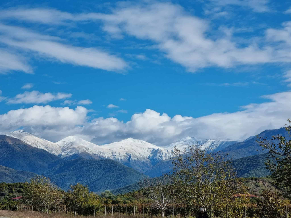ペットナット/微発泡 カヘティ ヒフヴィ ティコエステイト 2023