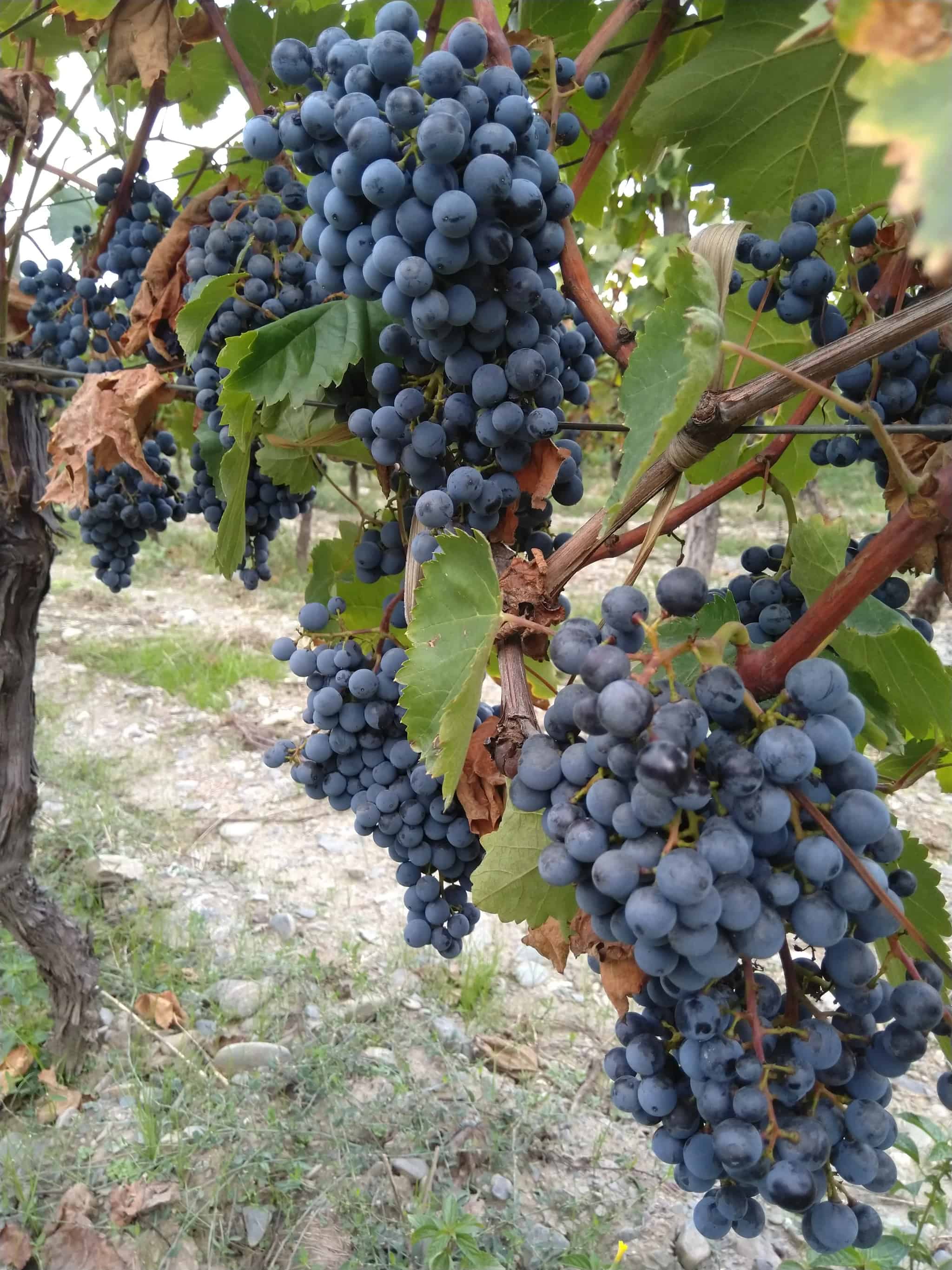 サペラヴィ ジョージアワイン 赤ワイン 樽熟成 2021 ティコエステイト