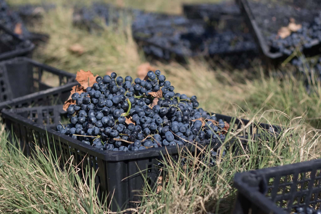 サペラヴィ ジョージア カヘティ 2020 赤ワイン ティコエステイト