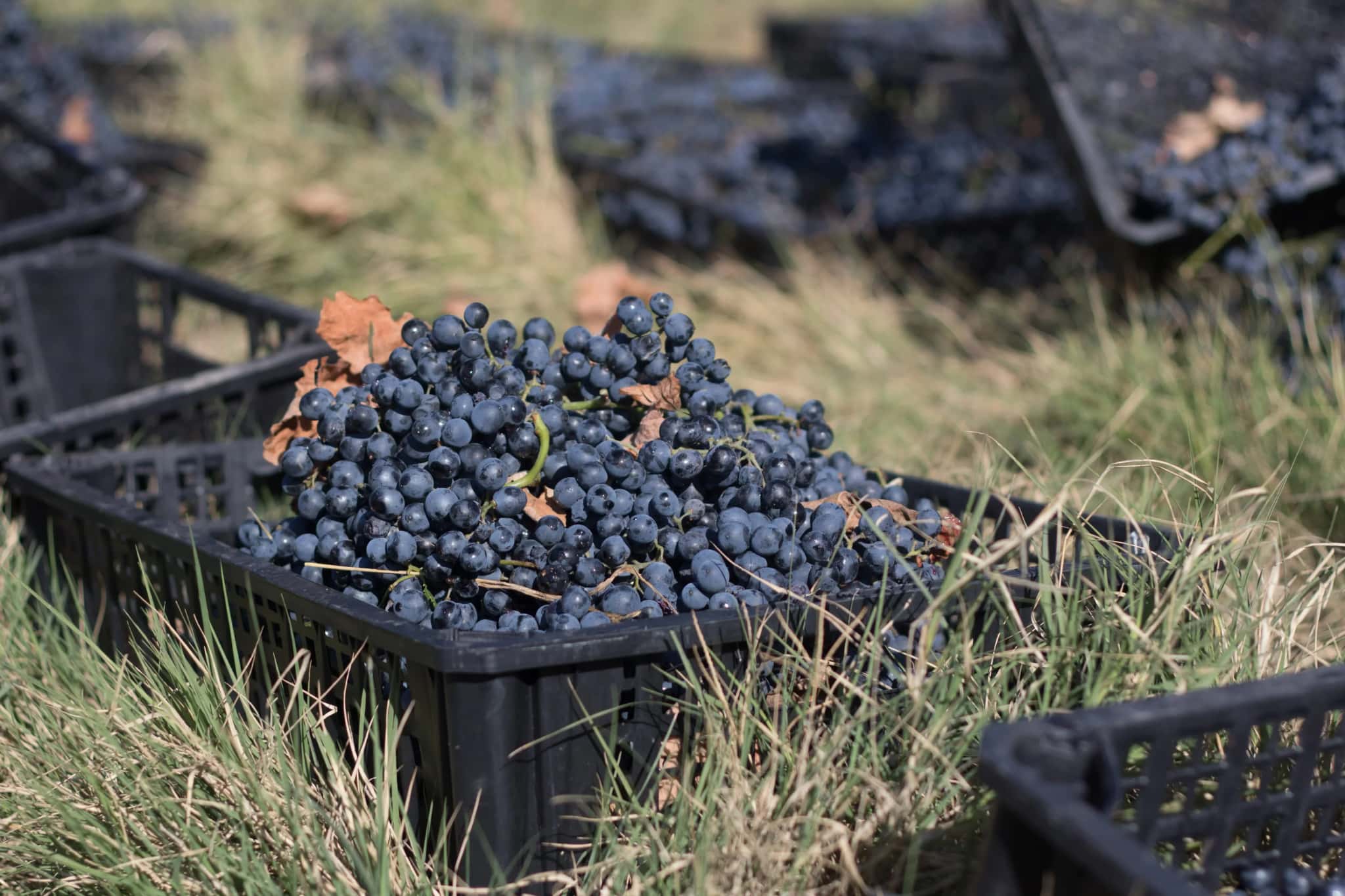 サペラヴィ ジョージア カヘティ 2020 赤ワイン ティコエステイト