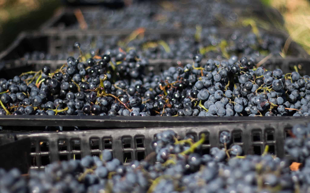 サペラヴィ ジョージア カヘティ 赤ワイン 2023 ティコエステイト